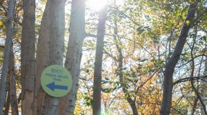 A sign on a tree that's on the Freda Wales trail